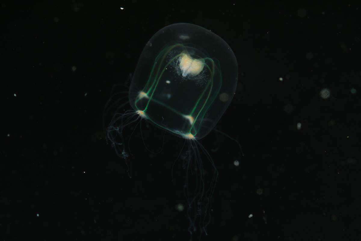 An adult Bougainvillia marfenini, or Marfenin’s hydrozoan.