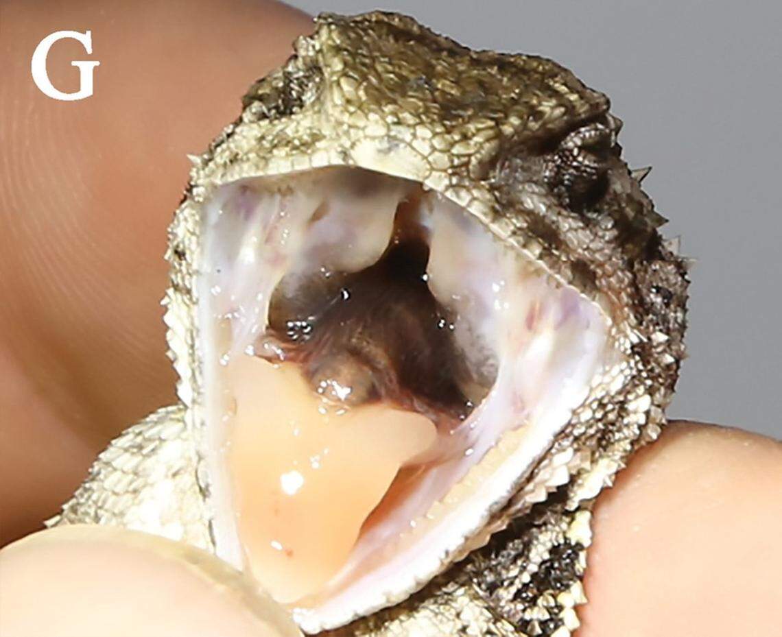 The mouth of a Diploderma bifluviale, or Dadu mountain lizard.