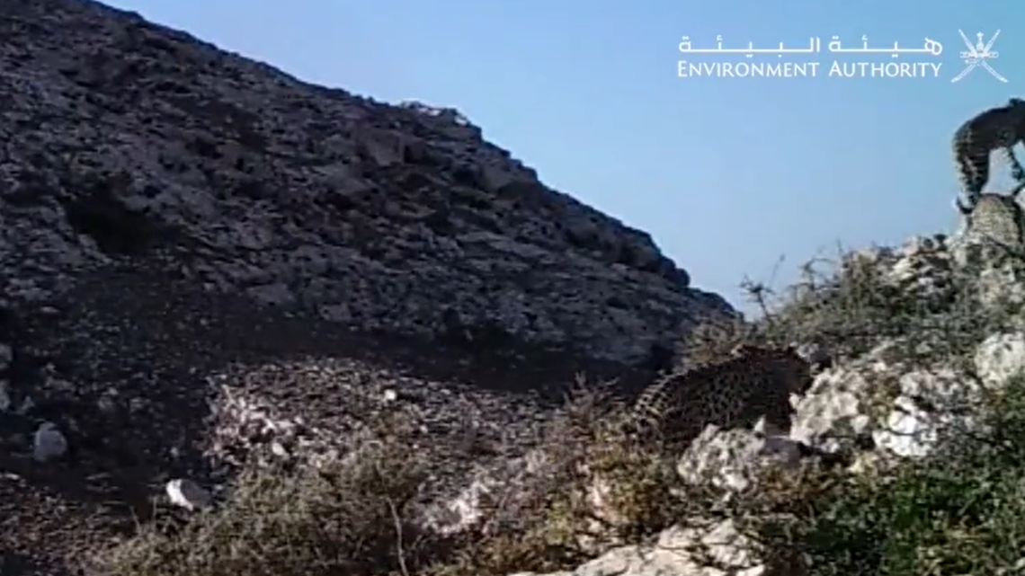 Trail cameras in Dhofar filmed a trio of animals walking together in a first-of-its-kind sighting of the world’s smallest leopard, officials said.