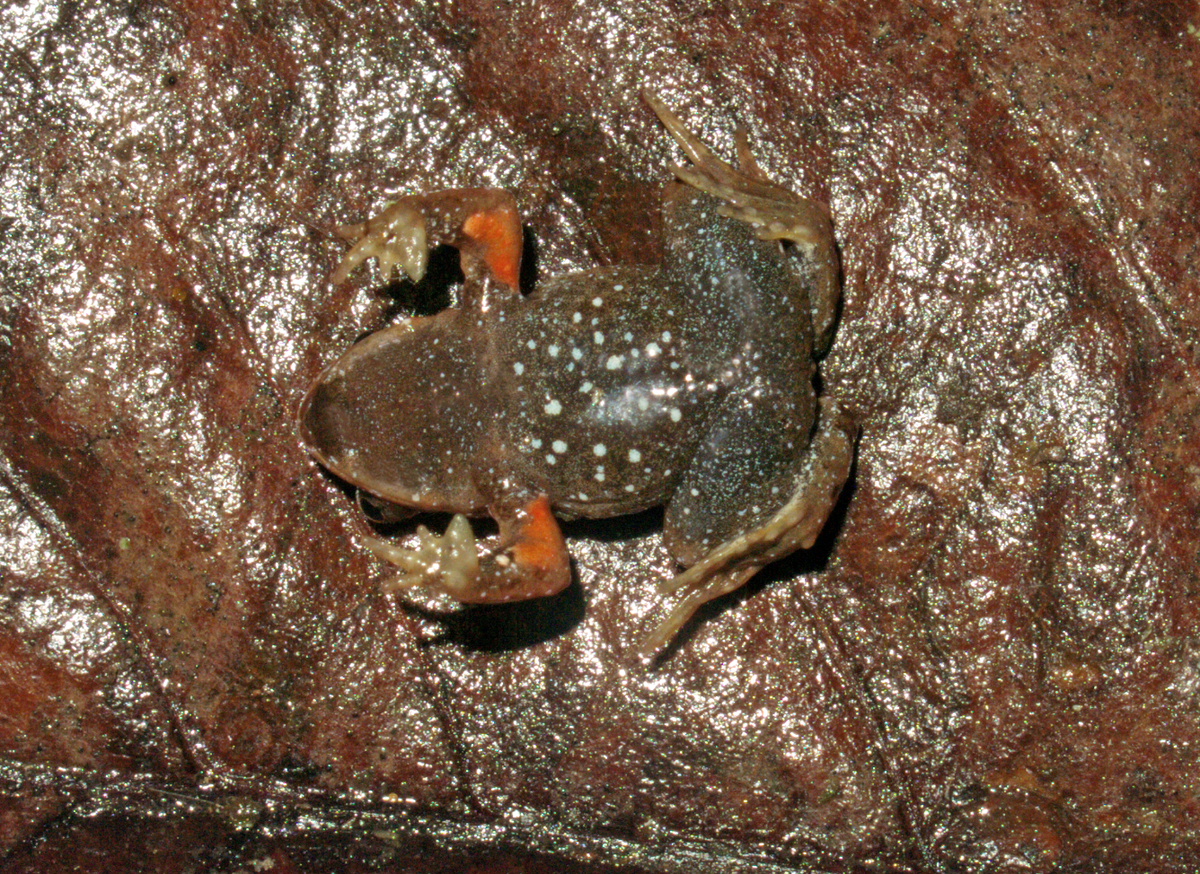 A Paratelmatobius stellaris, or starry rapids frog, as seen from below.