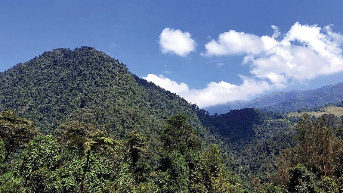 Scientists found an earless animal with a “long” snout in the mountains of Colombia and discovered a new species, a study said.