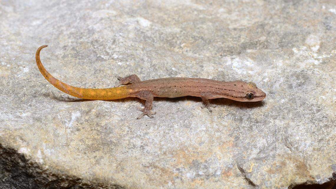 A Hemiphyllodactylus khpoh, or Khpoh slender gecko.