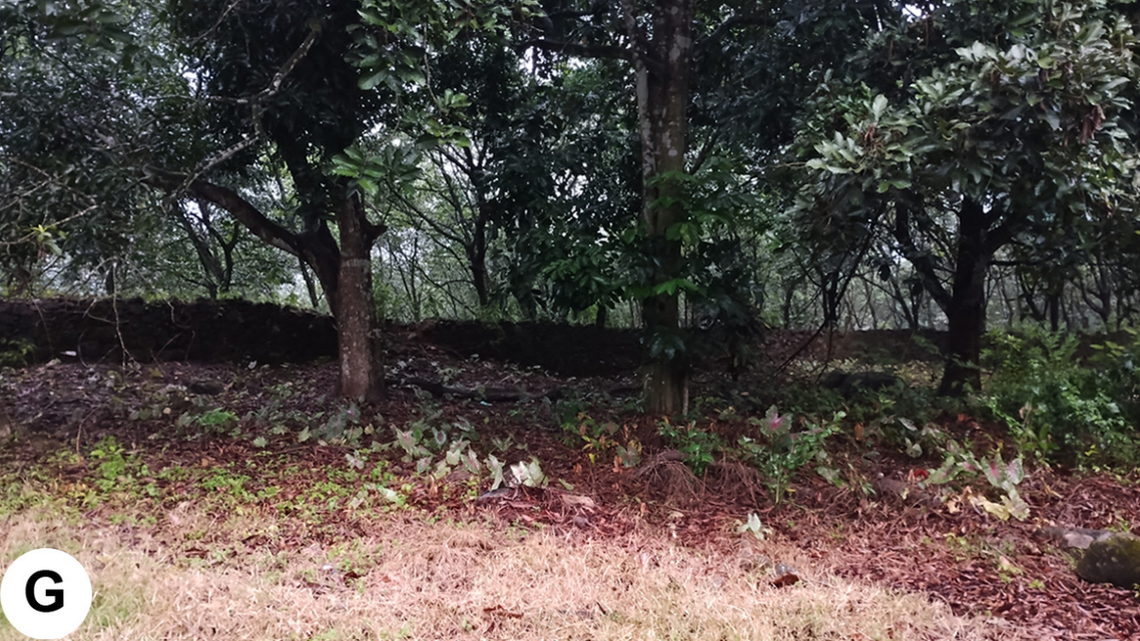 Scientists found a nocturnal predator running and hiding in a forest of Kerala and discovered a new species, a study said.