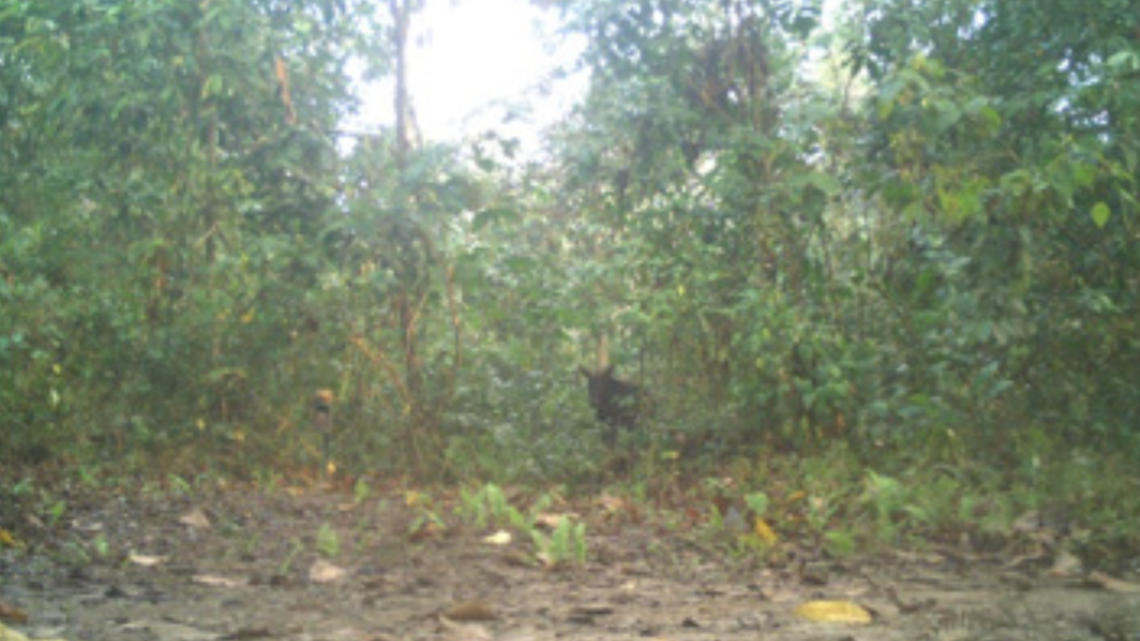 Trail cameras at a national park in India recorded a first-of-its-kind sighting of an “elusive” Himalayan serow at a low elevation.