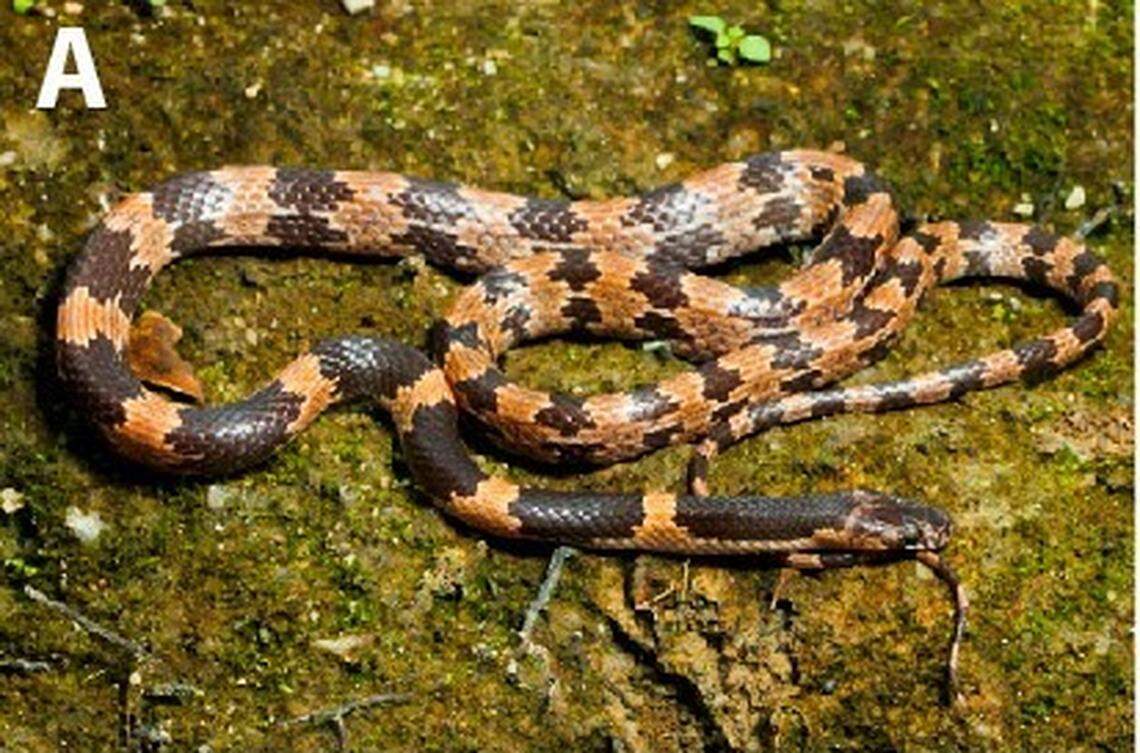 A Lycodon latifasciatus, or East Himalayan banded wolf snake.