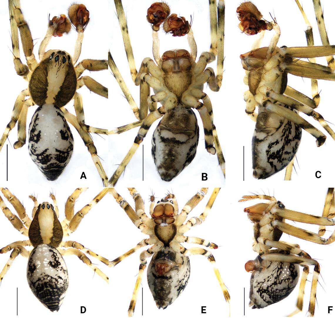 Male (top) and female (bottom) Floronia huishuiensis, or Huishui dwarf spiders, as seen from several angles.