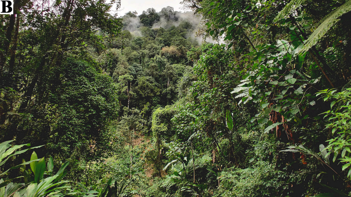 Scientists found a “dragon”-like creature with color-changing abilities in Arunachal Pradesh and discovered new species, a study said.
