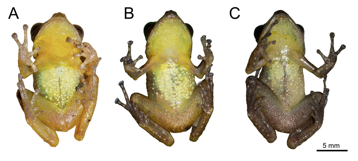 Three Pristimantis fouqueti, or Fouquet’s rain frogs, as seen from below.