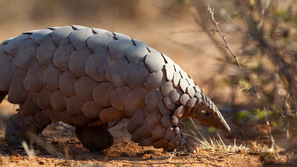 Pangolins are poached for their scales, which are believed to have curative properties.