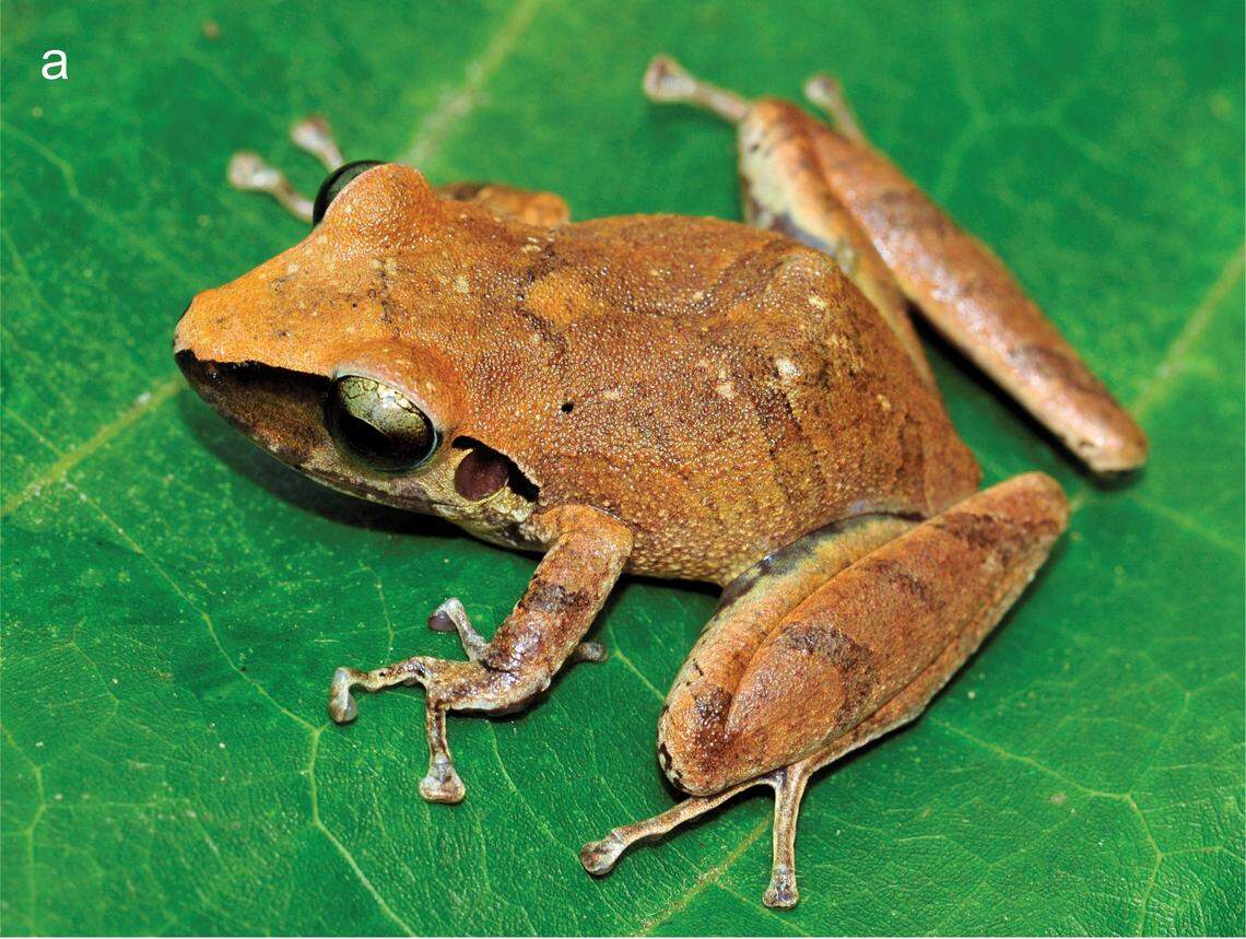 A Pristimantis asimus, or nameless robber frog, perched on a plant.