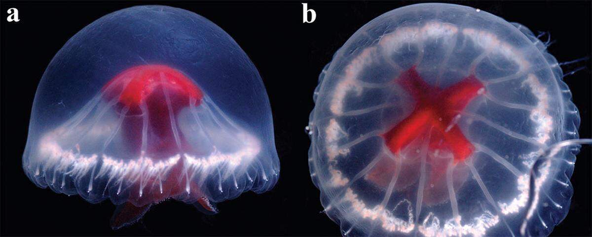 A Santjordia pagesi, or St. George’s cross medusa jellyfish, as seen in an aquarium.