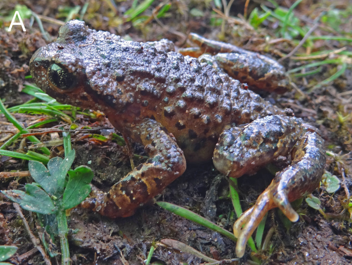A Scutiger khumbu, or Khumbu Himal lazy toad.