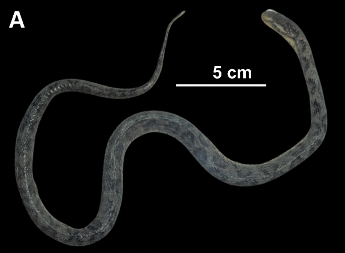 A Gloydius ussuriensis, or Ussuri mamushi, from Pyeongyang, North Korea.