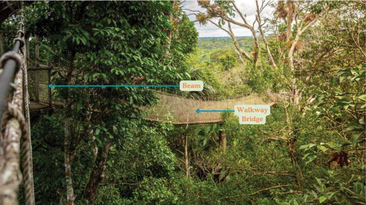 The artificial canopy bridge at the Amazon Conservatory for Tropical Studies near Iquitos, Peru.
