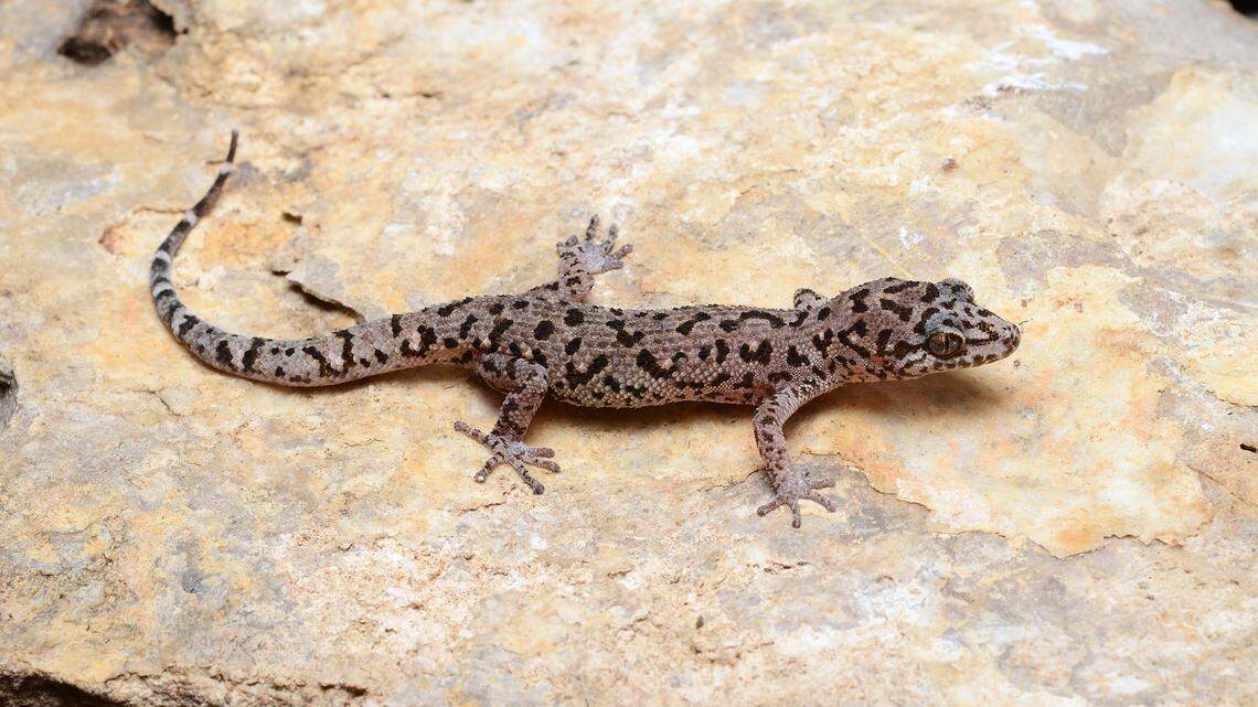 A Dixonius noctivagus, or Battambang leaf-toed gecko.