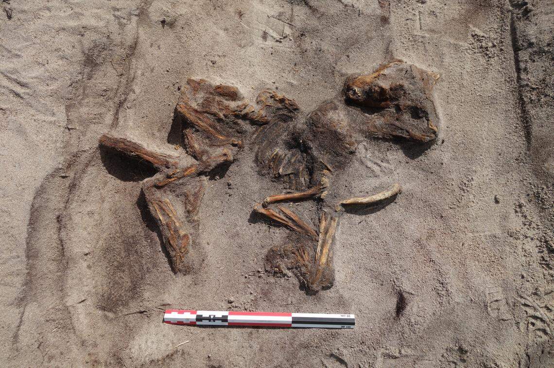 The skeleton of a small dog found in the ancient Viking boat grave.