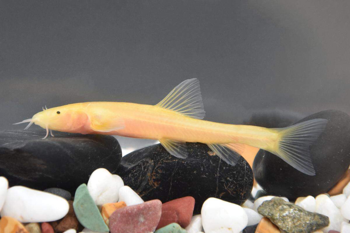 A Triplophysa xiuwenensis, or the Xiuwen cavefish.