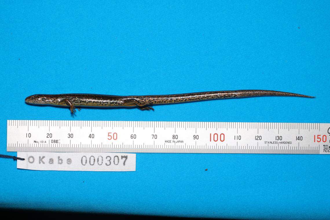 A Scincella fansipanensis, or Fansipan ground skink, after being captured.