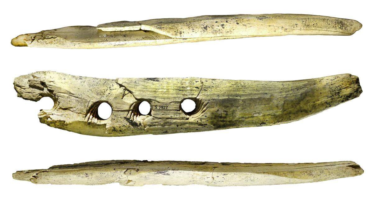 Years ago, archaeologists found a 35,000-year-old ivory artifact in a cave in Germany. Now, a study identified it as tool for weaving thicker ropes.