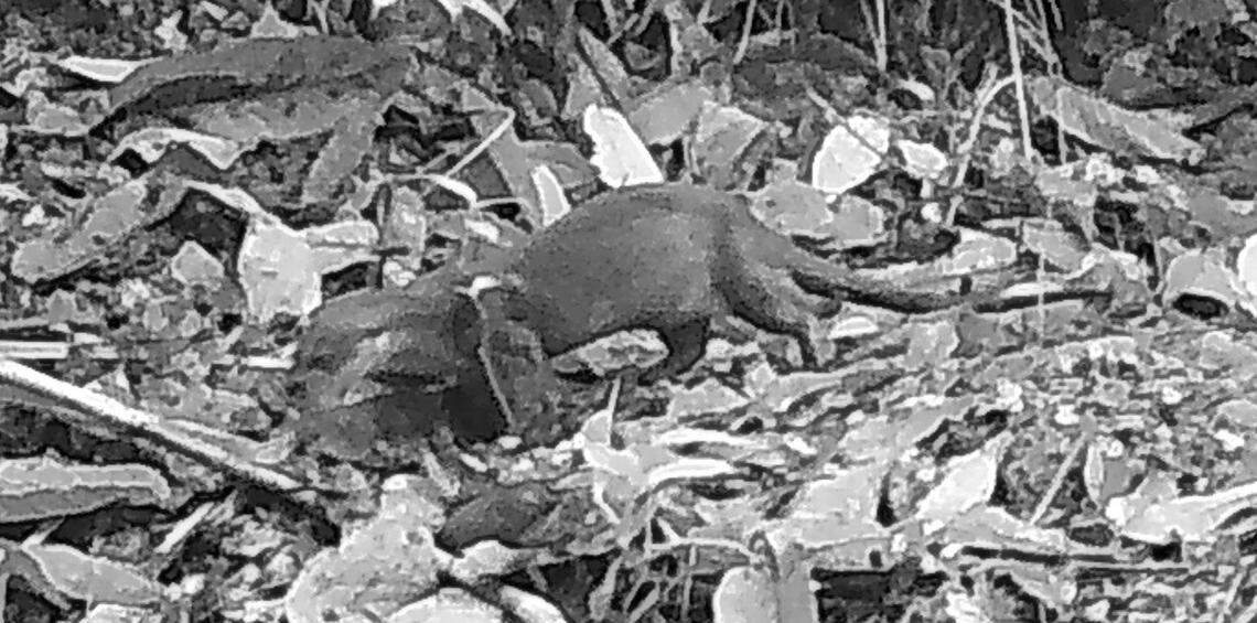 The Eurasian otter photographed at Tangkulap Forest Reserve in February 2024.