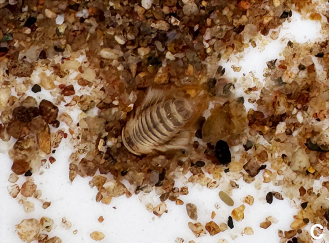 A Behningia baei mayfly nymph found in the Mae Chaem River in 2024.