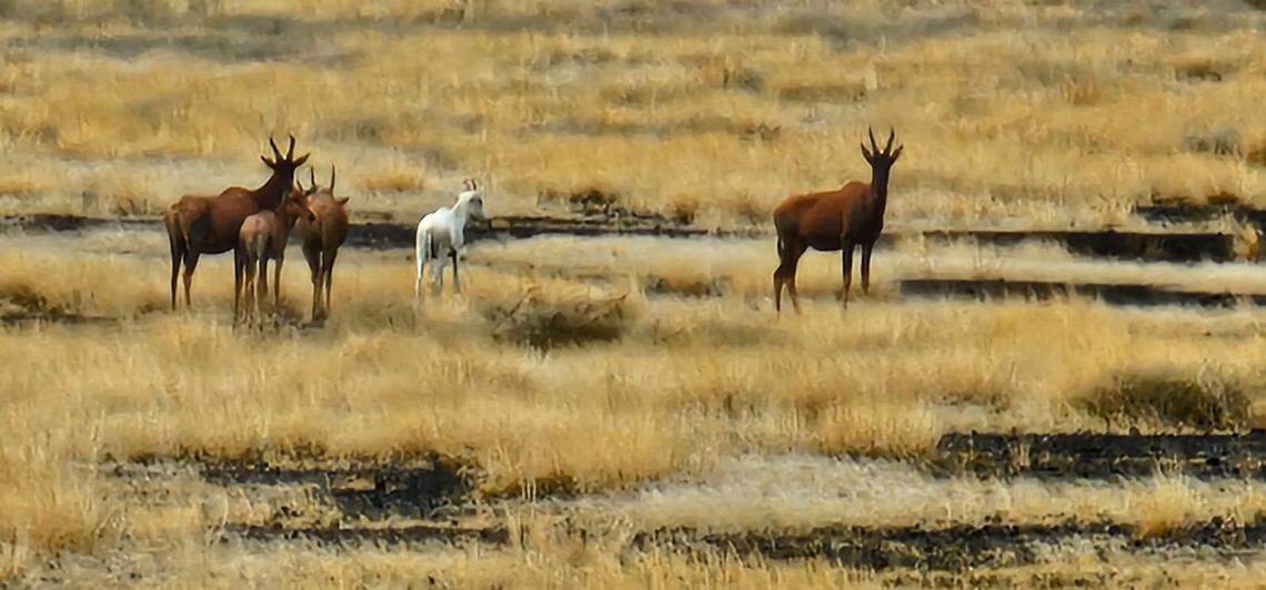 The albino tiang, or Northern topi, seen at Sibiloi National Park.