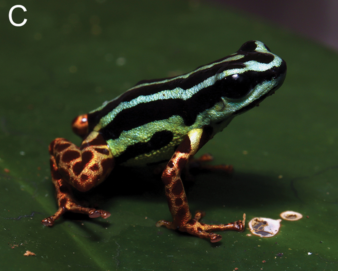 Ranitomeya aquamarina displays “bright and aposematic” coloring as a warning to predators.