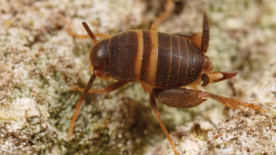 The cricket species can reproduce without a mate and is believed to produce only females, researchers said.