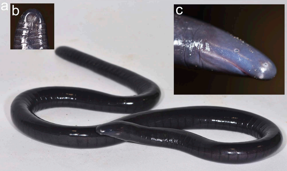 Several views of a Caecilia truncata, or truncated caecilian.