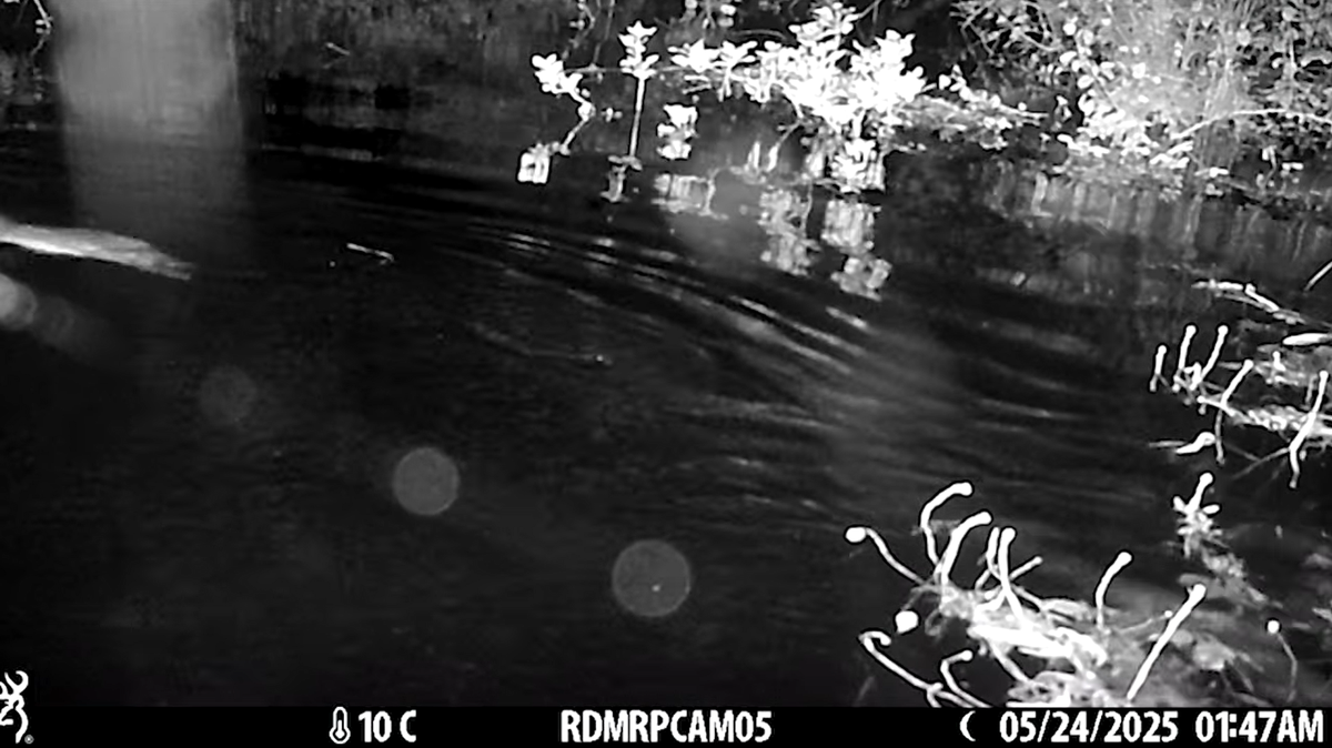 Conservation efforts in Spain led to a wild beaver crossing into Portugal, ending the animal’s 500-year-long absence, a video shows.