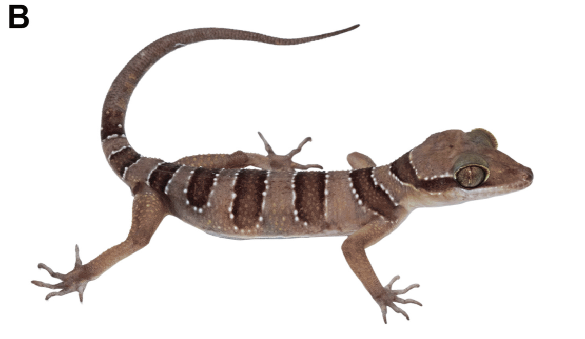 A female Cyrtodactylus kanchanadit, or Kanchanadit bent-toed gecko.
