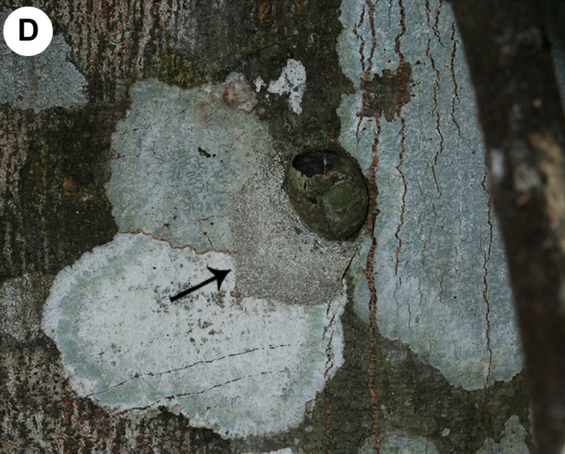 An arrow points to the “silken retreat” of a Medmassa sagax, or sharp sac spider.