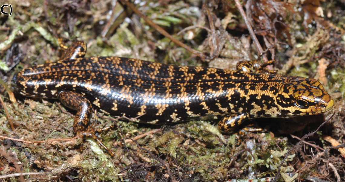 The skink earned its name from its checkerboard pattern which resembles the costumes historically worn by clowns and jesters.