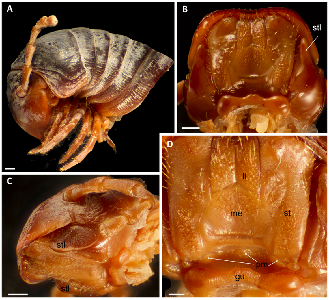 The head of a Spirostreptus digitus, or digitus giant millipede, from several angles.
