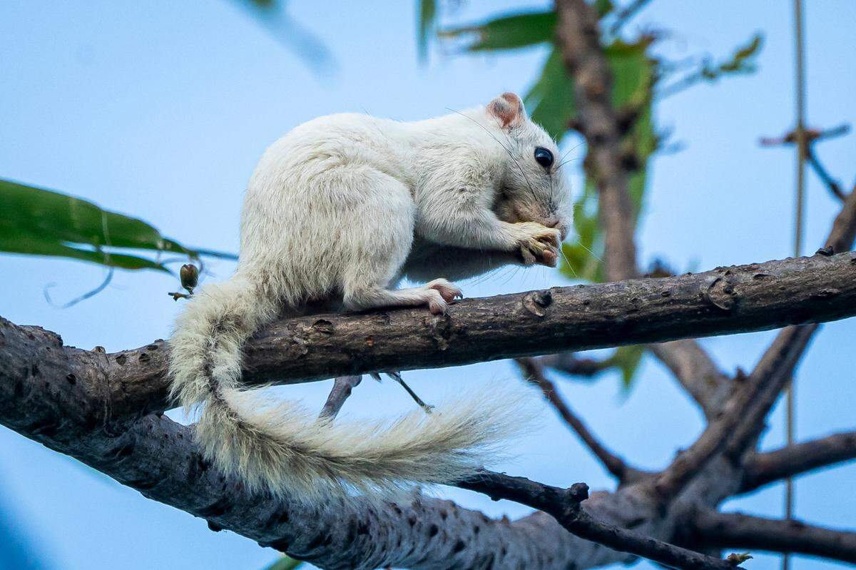 A white hoary-bellied Himalayan squirrel, or Callosciurus pygerythrus, in Mizoram.
