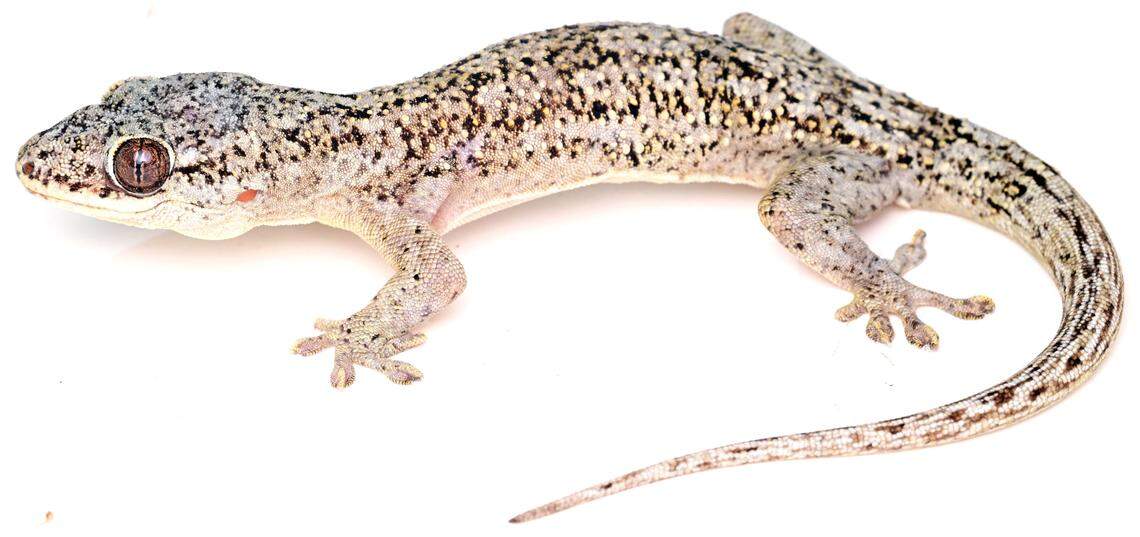 A Blaesodactylus ganzhorni, or Ganzhorn’s velvet gecko, as seen at night.