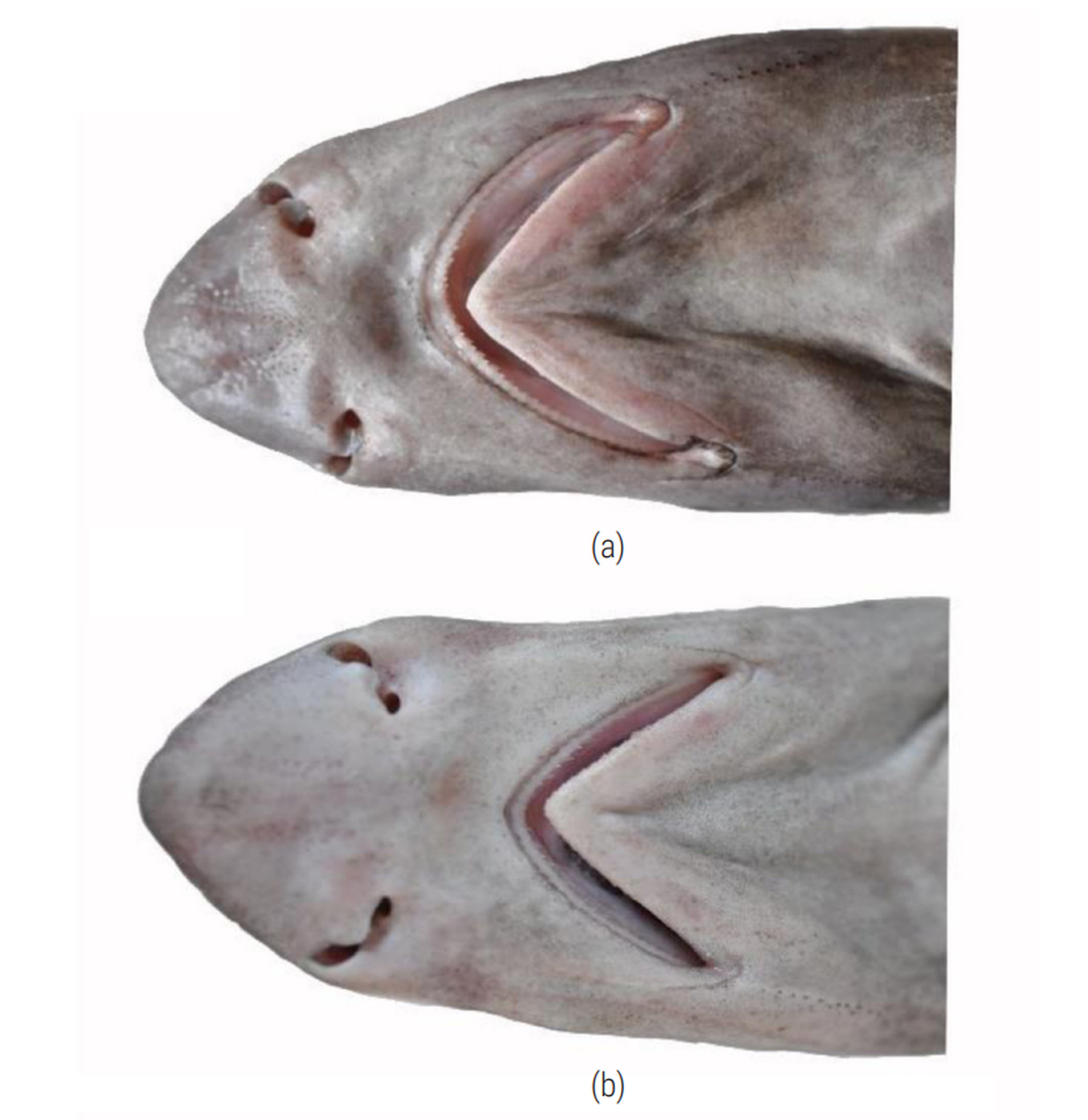 The heads of two Iago gopalakrishnani, or Indian houndsharks.