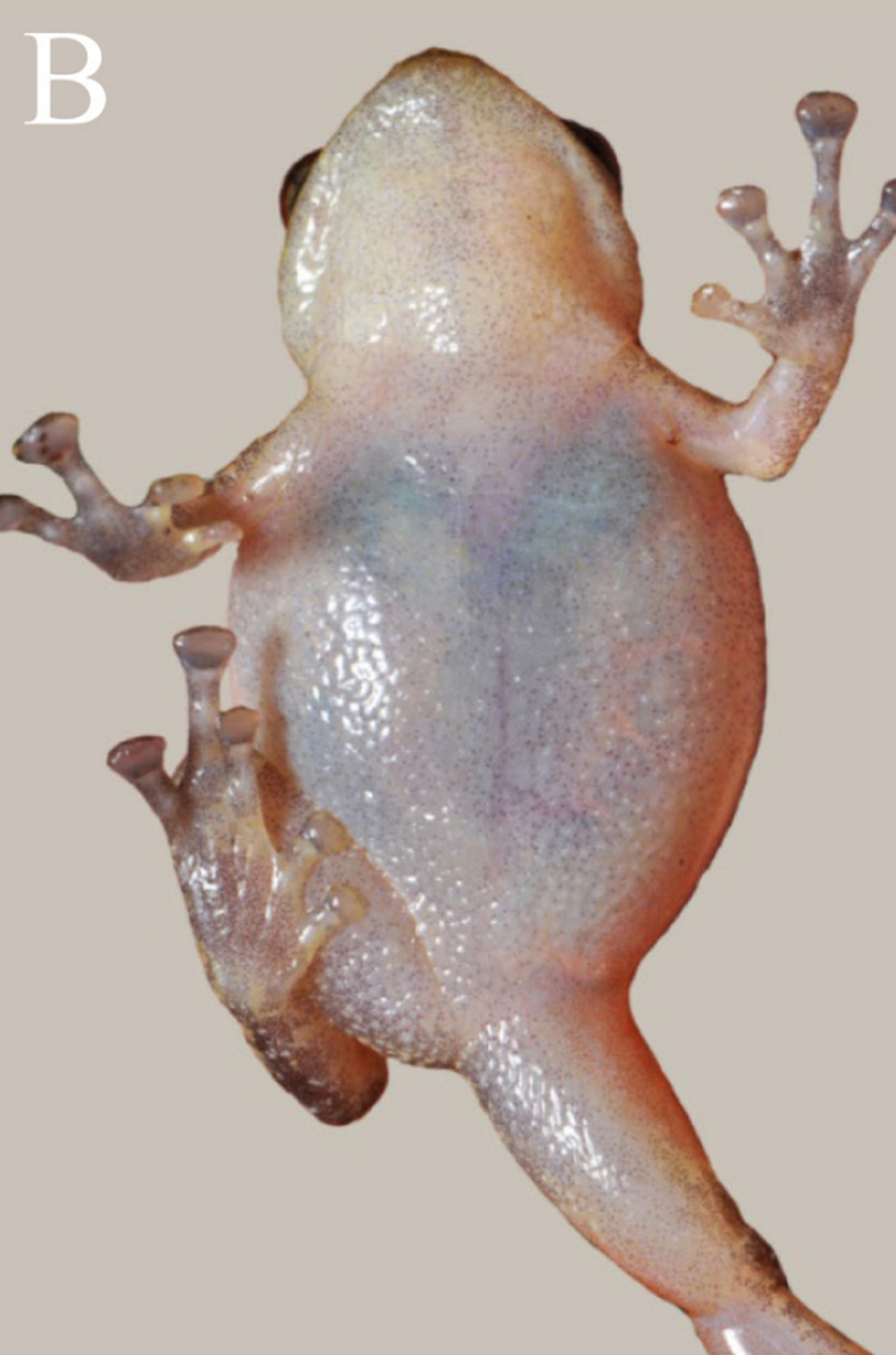 The underside of an Oreophryne purari, or Purari narrow-mouthed frog.