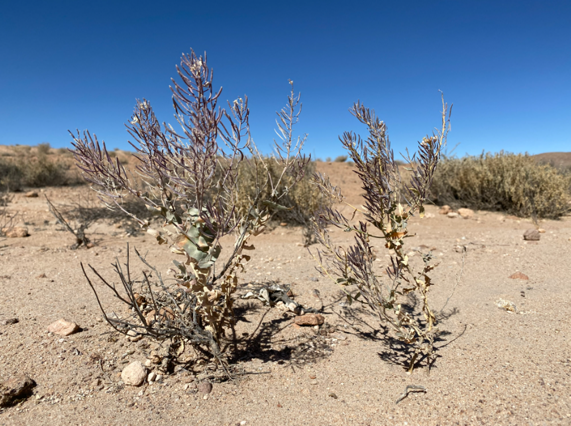 Researchers collected Plutella copaquillaensis larvae off the Neuontobotrys lanatus plant which are native to Peru and northern and central Chile.