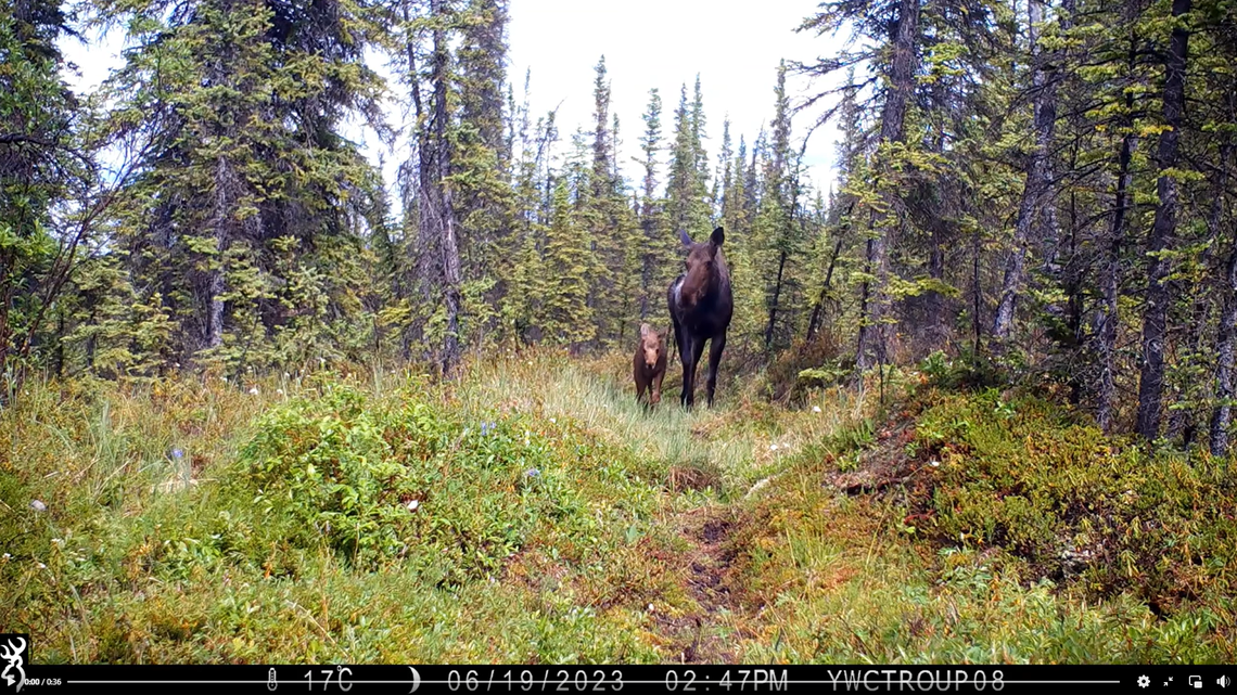 Trail cameras in Yukon filmed a young moose calf scratching its nose, smelling flowers and posing with its mom. Watch “most adorable video.”