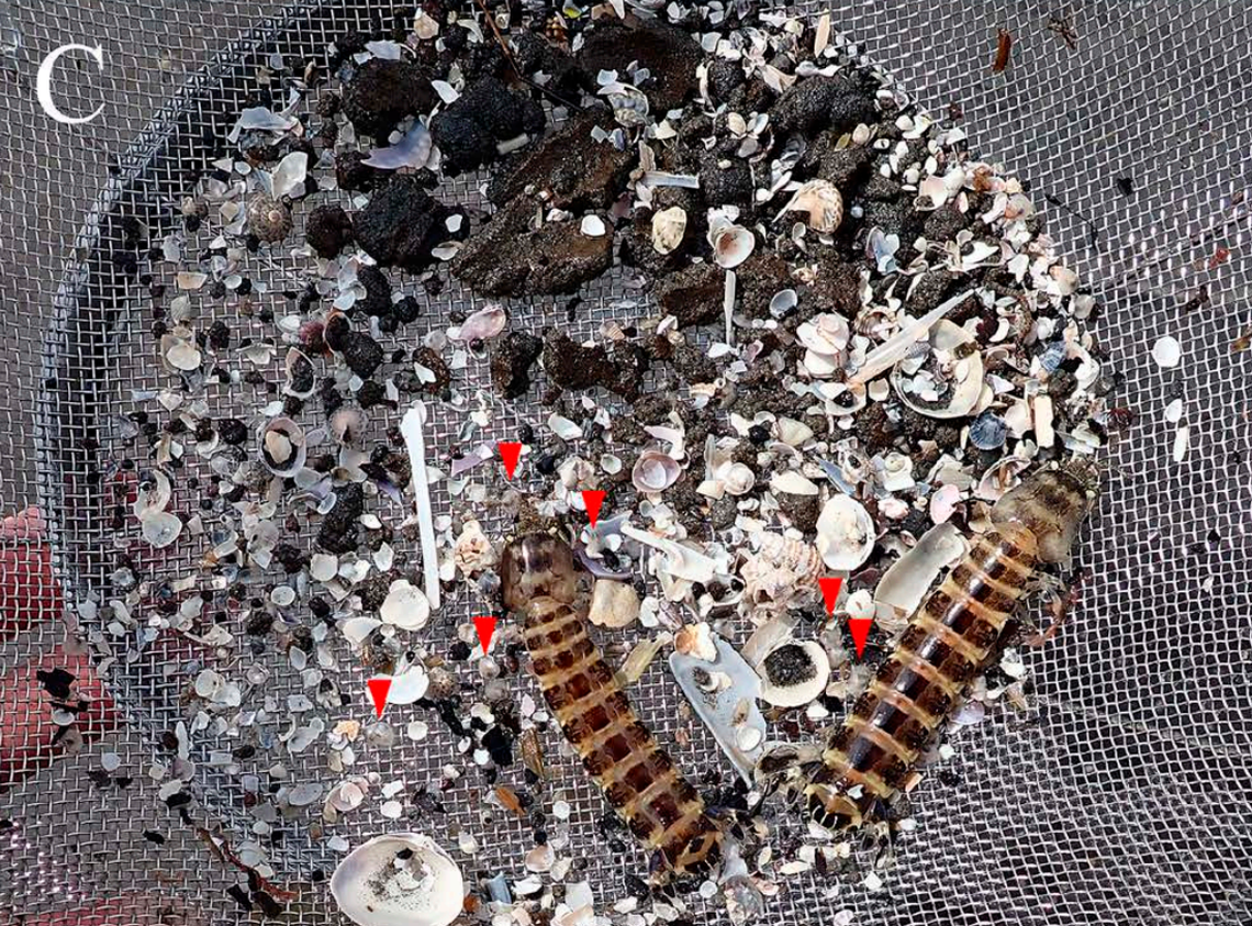 A monogamous pair of Bigelowina komaii, or Komai’s mantis shrimps.