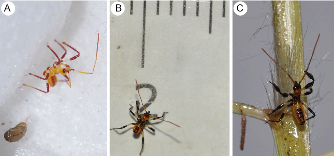 Some juvenile Gorareduvius gajarrangarnang, or spinifex-dwelling assassin bugs.