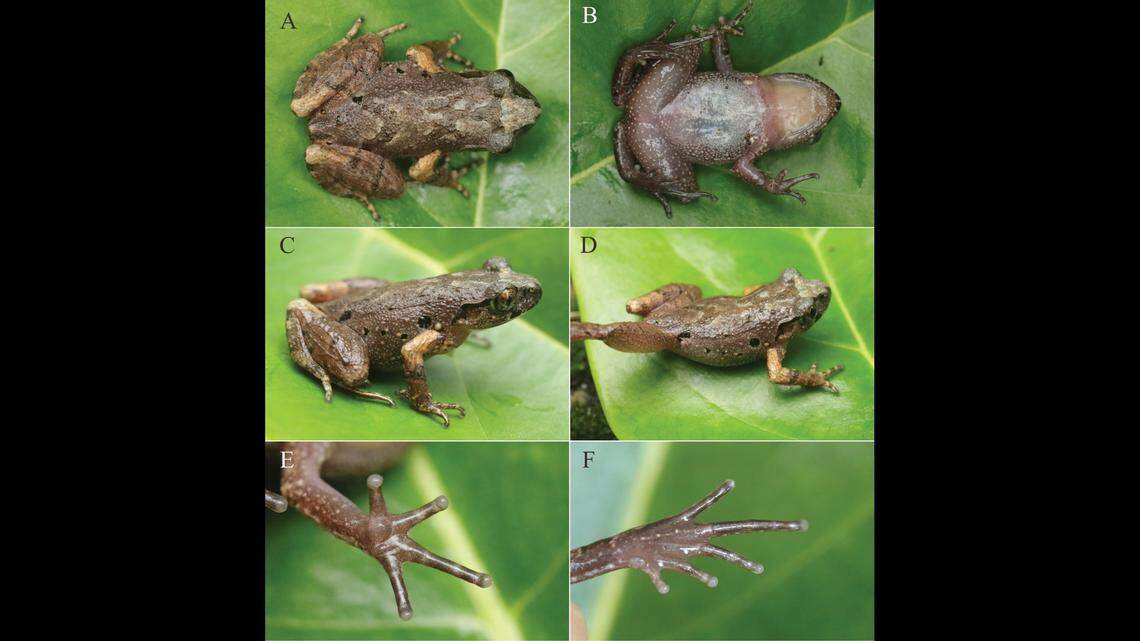 Scientists noted the toad’s distinct skin patterns, including dark markings on its back and an inverse triangle between its eyes.