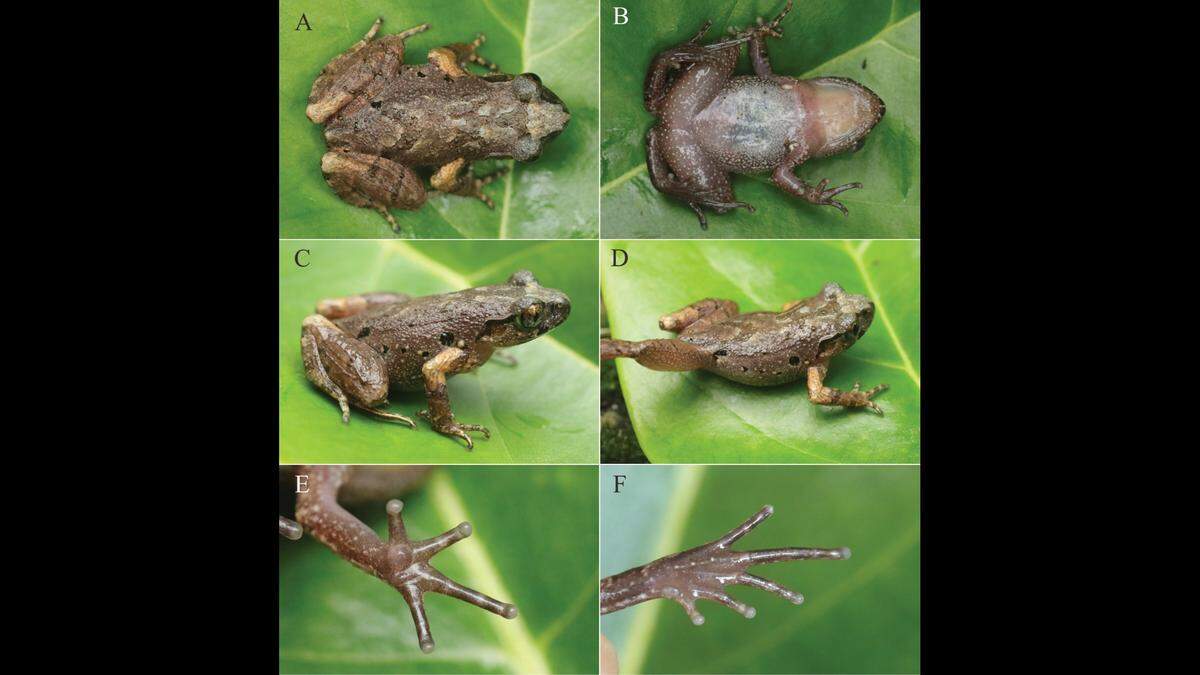 Scientists noted the toad’s distinct skin patterns, including dark markings on its back and an inverse triangle between its eyes.