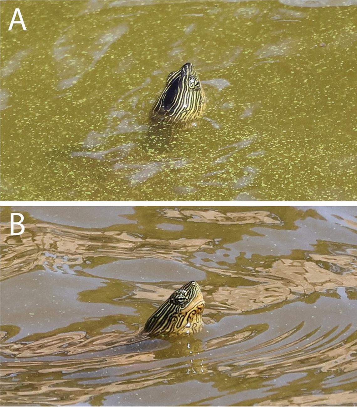 Two views of a Chinese stripe-necked turtle, or Mauremys sinensis, on Lesvos.