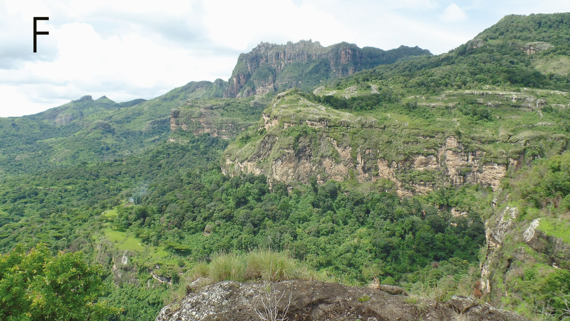 Scientists found a pregnant “dwarf”-like animal on a tree trunk in the Karamoja woodlands and discovered a “cryptic” new species, a study said.