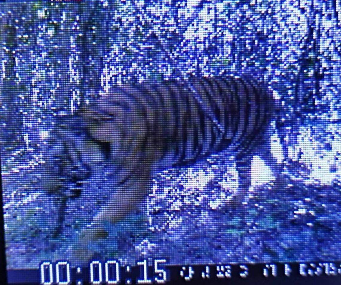 The tiger seen at Kui Buri National Park in 2024.