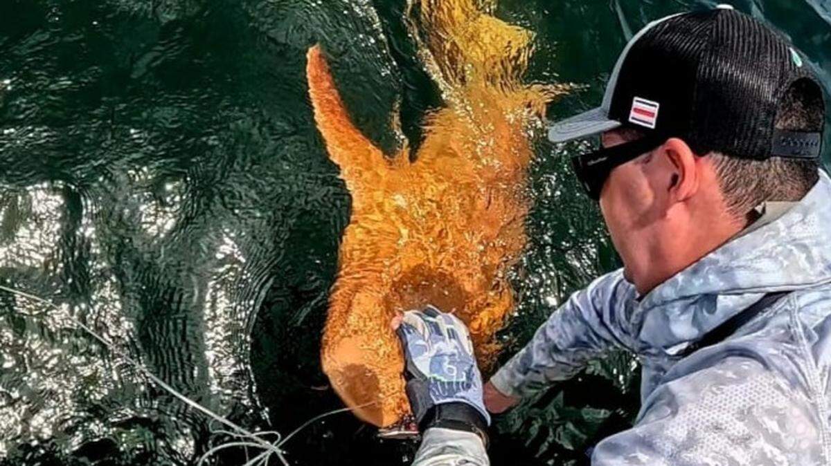 Anglers off Costa Rica caught a 6-foot-long nurse shark with an orange-yellow hue in a first-of-its-kind sighting, a study said and photos show.