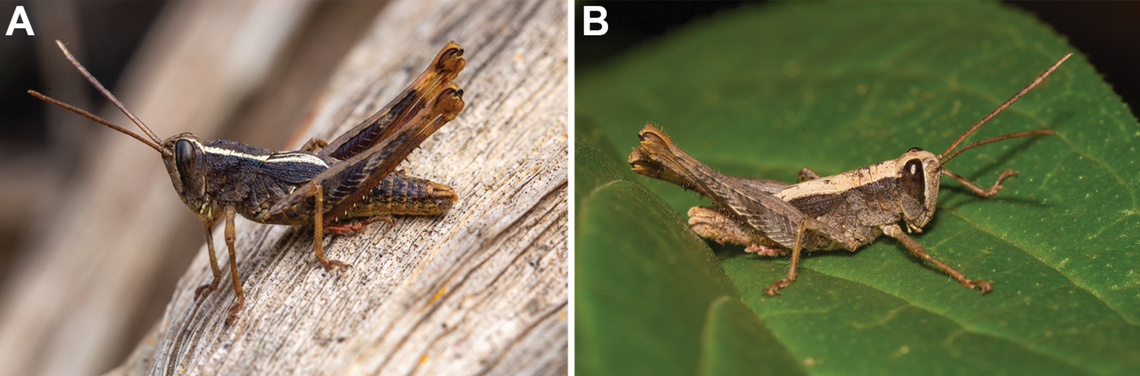 The Monte Gordo grasshopper has an “extraordinarily thick” exoskeleton, researchers said.