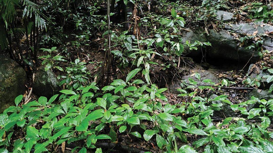 Scientists found a “horned” creature with “large” eyes and pink thighs on a mountain in Yunnan and discovered a new species, study said.